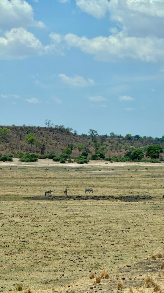 Botswana — Przez Chobe: słonie pojawiają się przy drodze.
