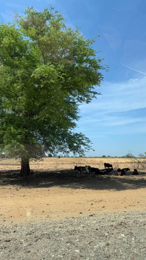 Namibia — W stronę Etoshy, z przystankiem przy Hoba.