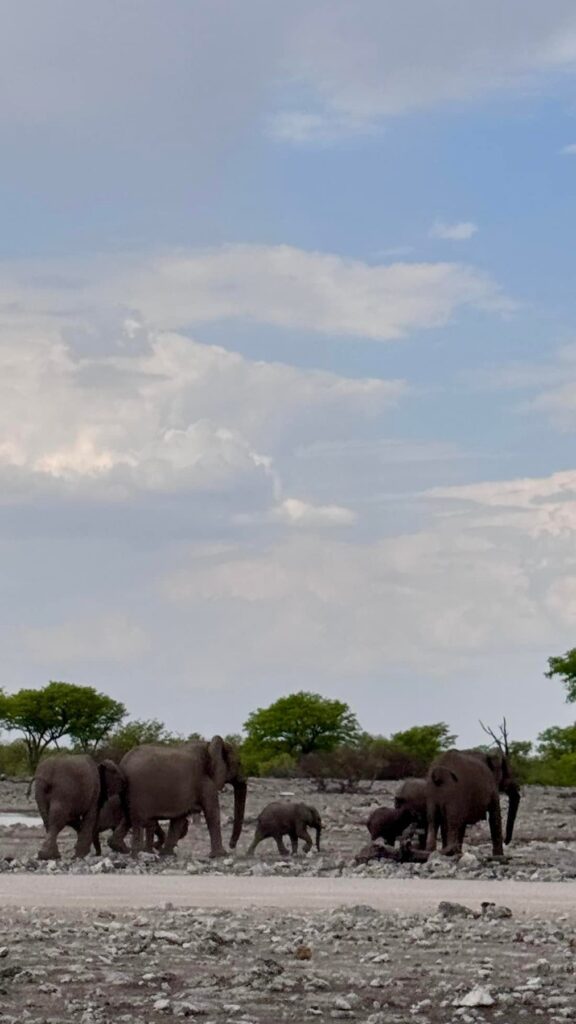 Namibia — Etosha: samodzielne safari i cierpliwe wypatrywanie.
