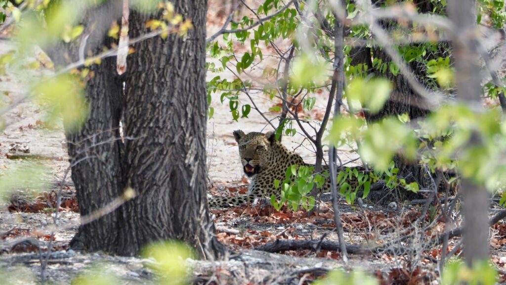 Namibia — Etosha: samodzielne safari i cierpliwe wypatrywanie.