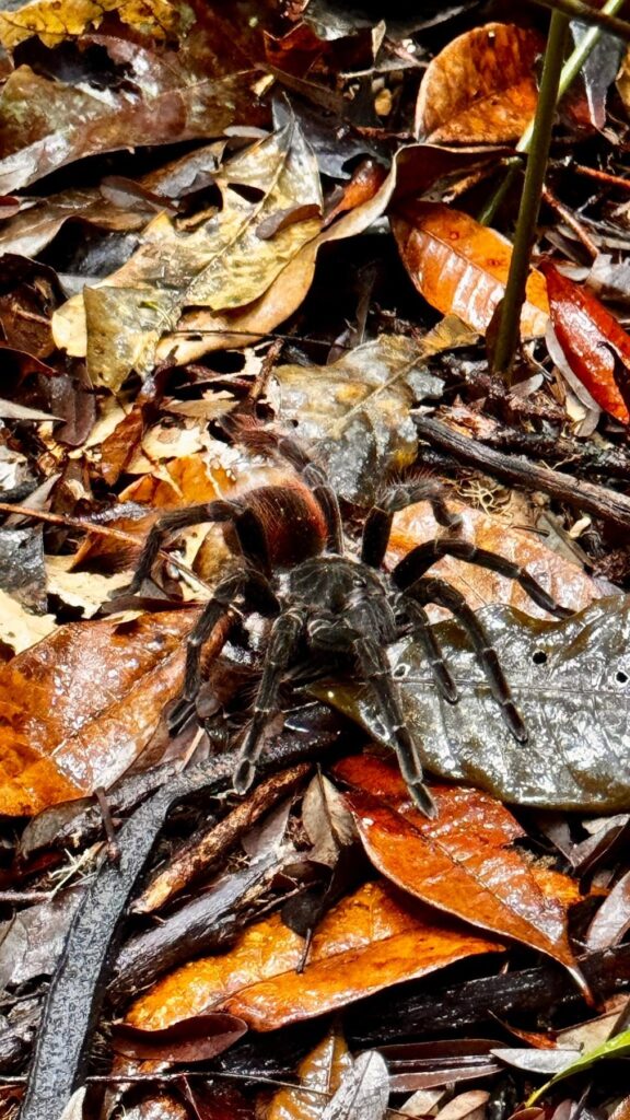 Brazylia — Amazonia: dwanaście godzin na Rio Negro.