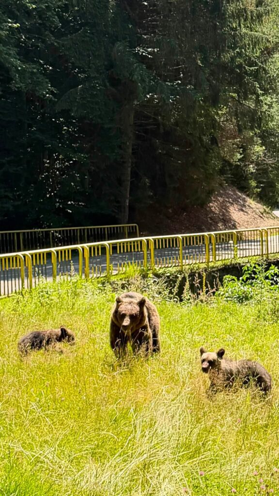 Niedźwiedzie widziane z samochodu.