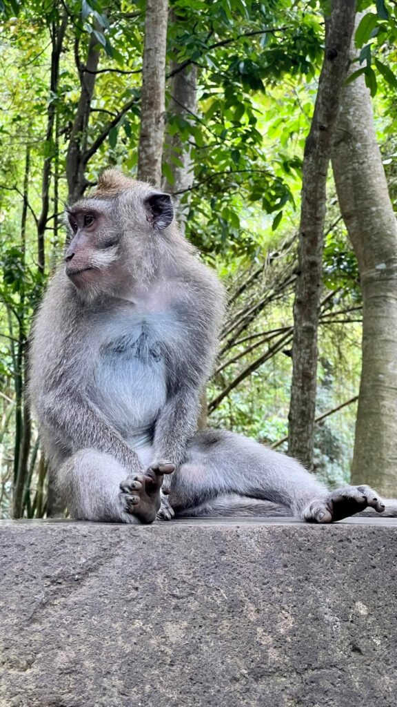 Indonezja — Ubud: urodziny, małpi las i ucieczka przed deszczem.