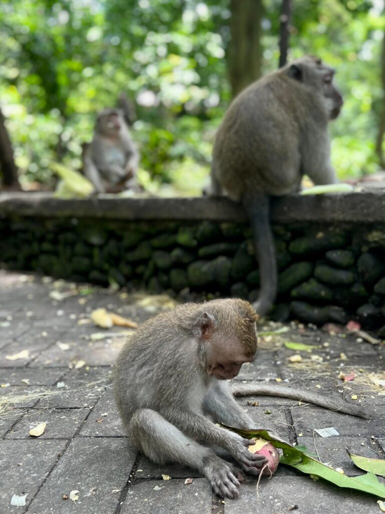 Indonezja — Ubud: urodziny, małpi las i ucieczka przed deszczem.