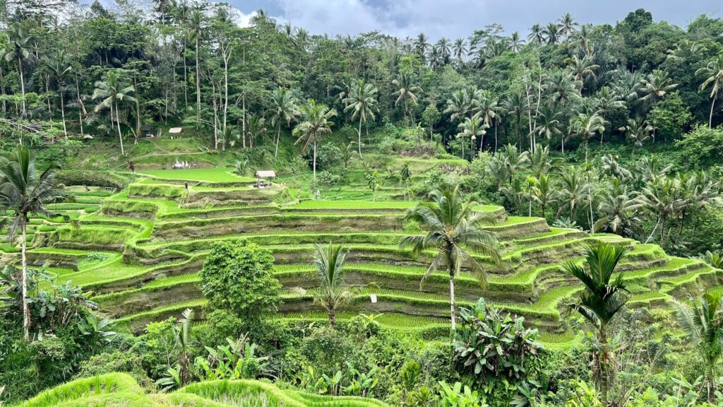 Indonezja — Tarasy ryżowe, świątynie i śniadanie w basenie.