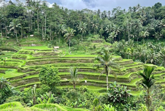 Indonezja — Tarasy ryżowe, świątynie i śniadanie w basenie.