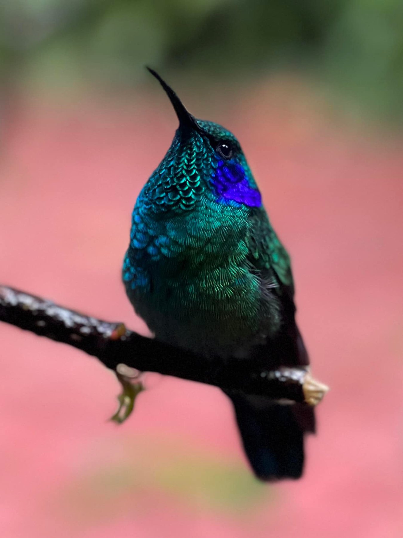Kostaryka — Las chmurowy: cisza, kolibry i deszcz.