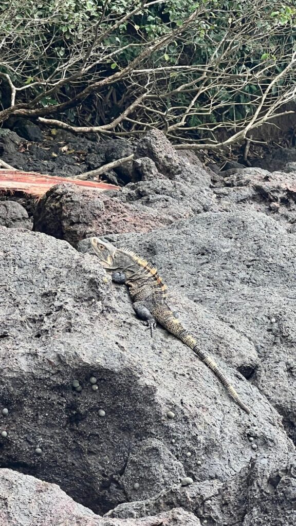 Kostaryka — Manuel Antonio: zwierzęta, plaża i kolejna ulewa.