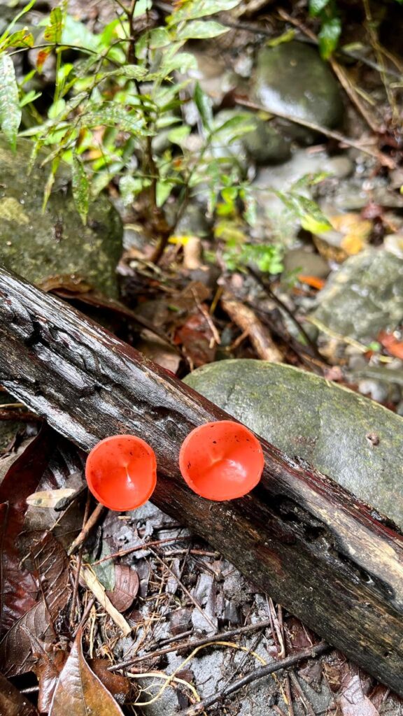 Kostaryka — Manuel Antonio: zwierzęta, plaża i kolejna ulewa.