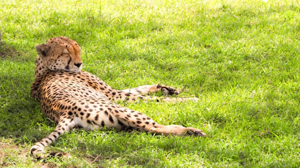 Kenia — Masai Mara: najpierw trzeba było tam dojechać.