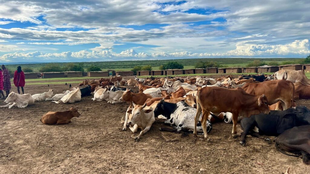 Kenia — Wioska Masajów: spotkanie i turystyczny scenariusz.