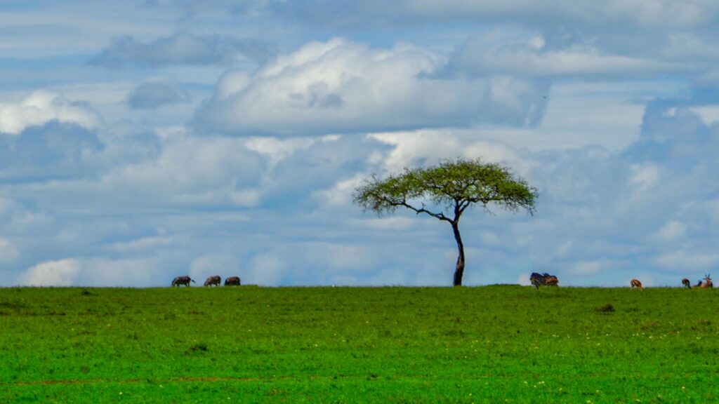 Kenia — od lwów w Masai Mara do bosych stóp w Diani