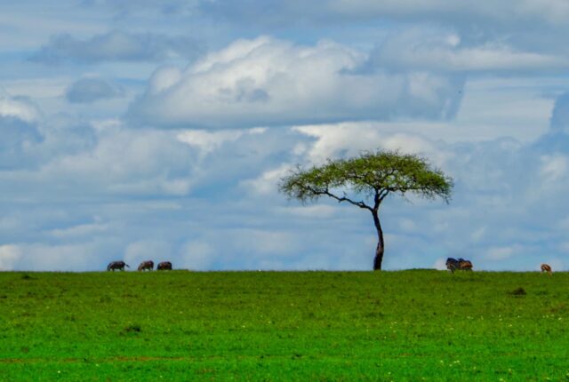 Kenia — od lwów w Masai Mara do bosych stóp w Diani