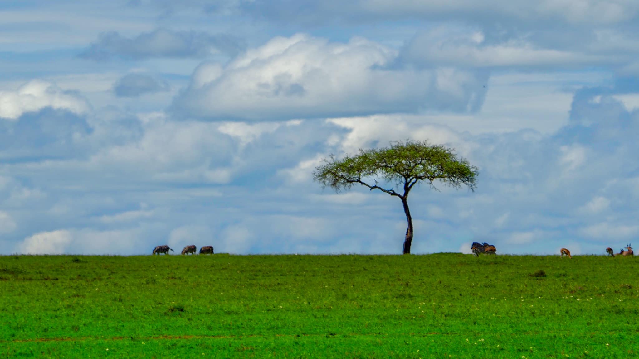 Kenia — od lwów w Masai Mara do bosych stóp w Diani
