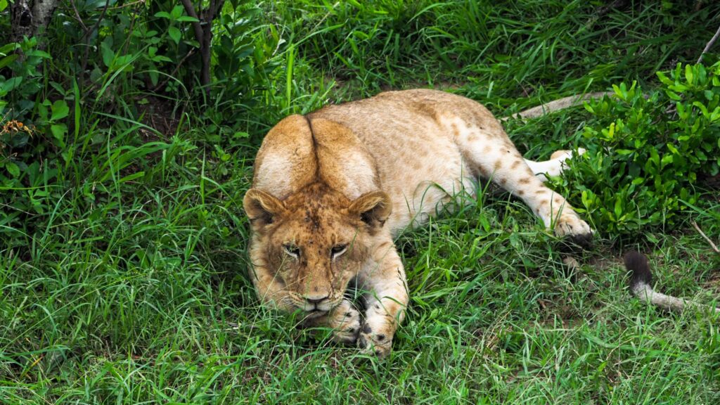Lew odpoczywający w trawie w Masai Mara.