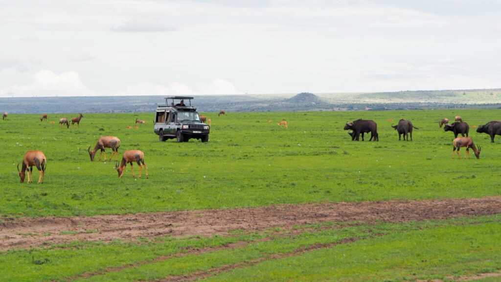 Zwierzęta na zielonej sawannie Masai Mara.