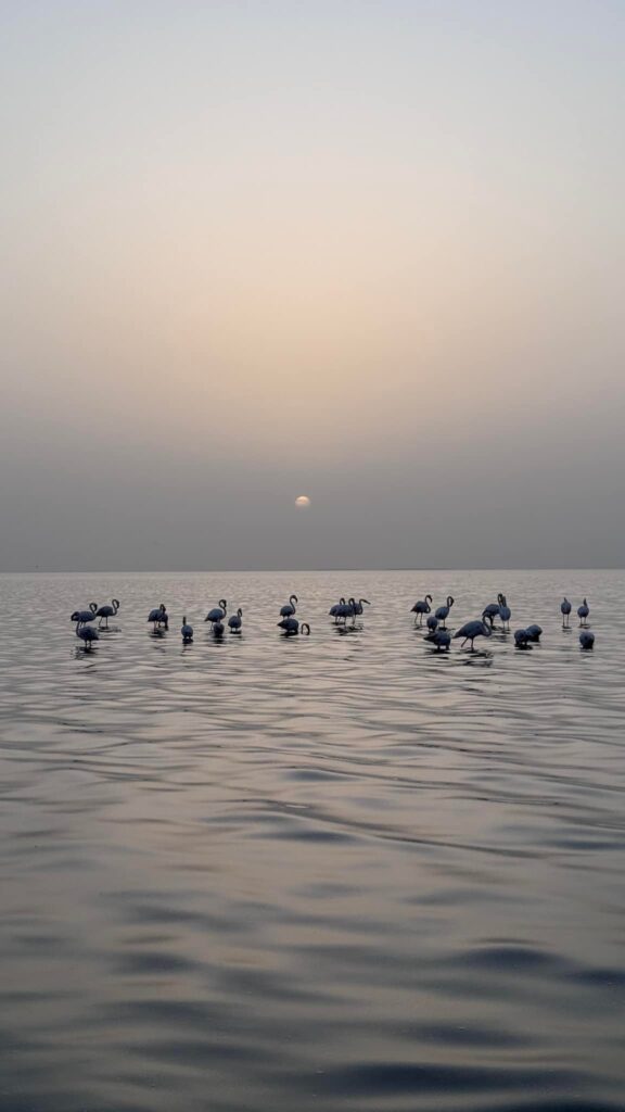Ptaki na wodzie w okolicy Walvis Bay.