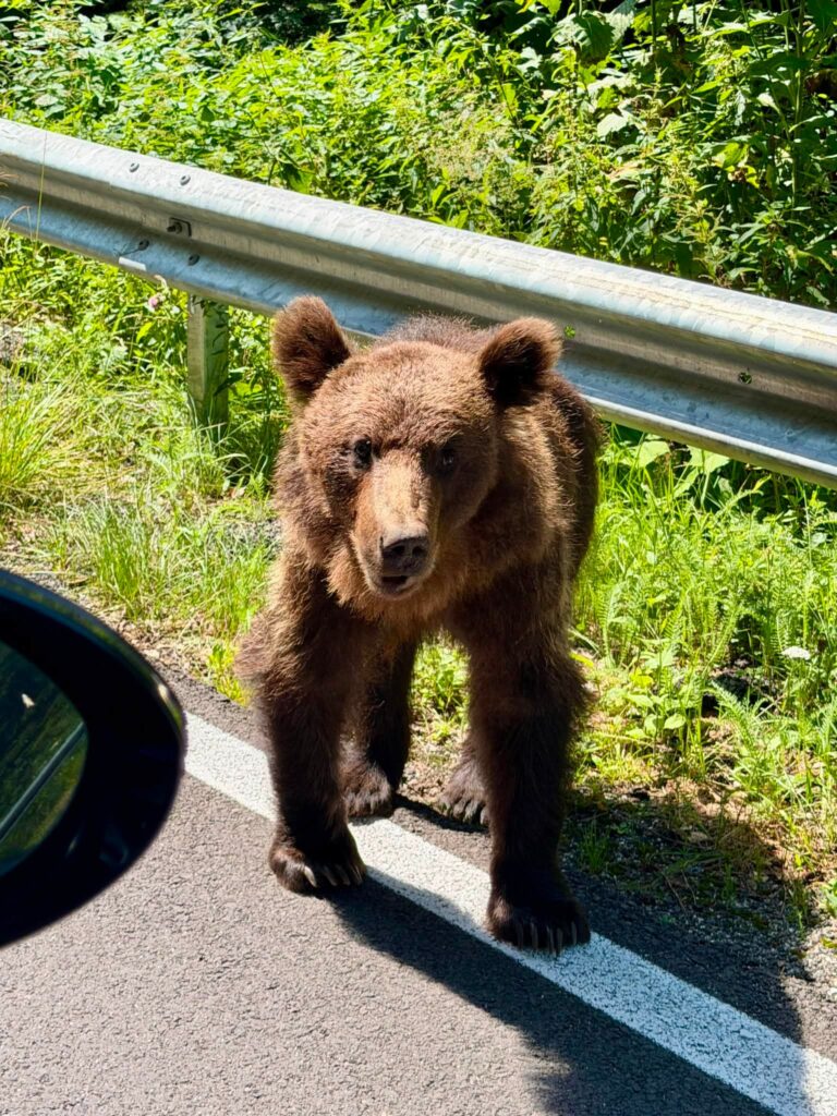 Niedźwiedź widziany z samochodu przy drodze.