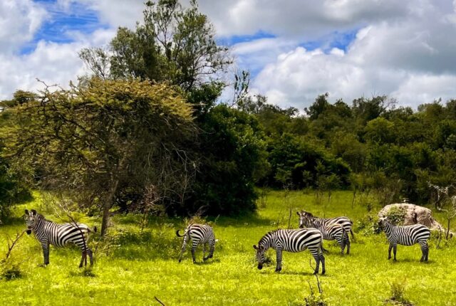 Zebry podczas safari w Lake Mburo.