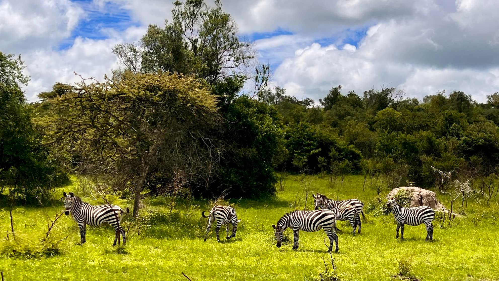 Zebry podczas safari w Lake Mburo.