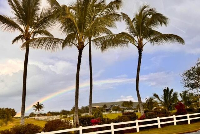 Palmy i tęcza na Kauai.