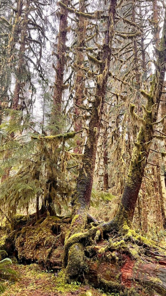 Las porośnięty mchem w Olympic National Park.